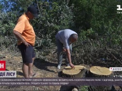 Под Днепром разыгрались войны между фермерами и лесорубами