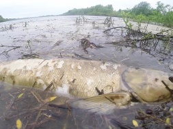 Неизвестные загрязняют воду на Днепропетровщине, пока областные чиновники молчат