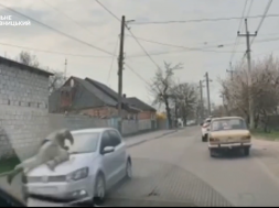 В Кропивницком мужик с ветерком прокатил ТЦКашника на капоте своей машины