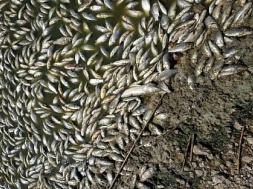 Тысячи тушек мертвой рыбы всплыли брюхом к верху на водоеме в Криворожском районе