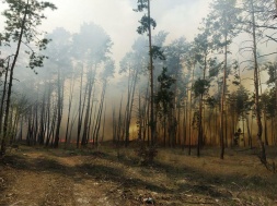 На Полтавщині палає сосновий ліс: горить близько 30 гектарів