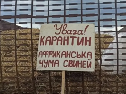 В Украине свирепствует эпидемия АЧС, которая уничтожает животноводство