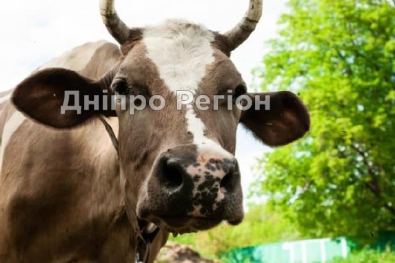 На Дніпропетровщині закривається остання молочнотоварна ферма