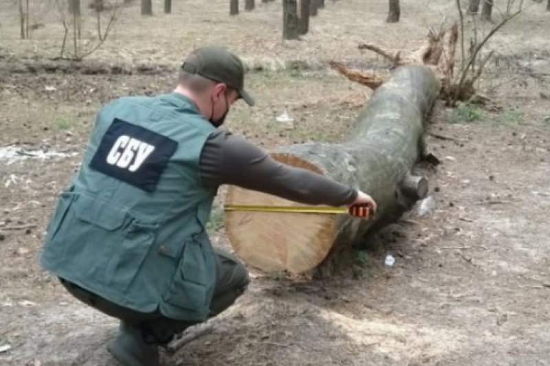 Деркач вважає розслідування СБУ за фактом розкрадання лісів у Ямпільському агролісгоспі «політичним тиском»