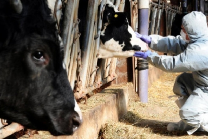 На Житомирщине полыхает эпидемия ящура, но украинские власти это замалчивают