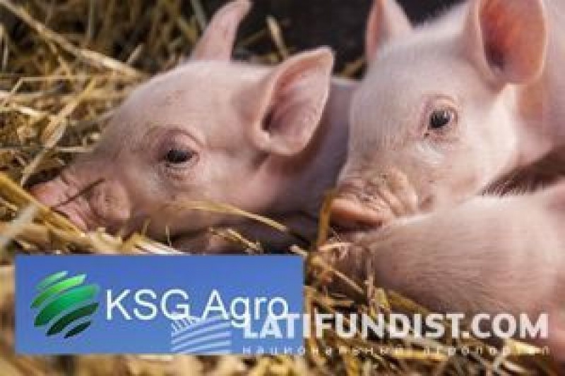 Агрохолдинг KSG Agro за підсумками вересня збільшив обсяг продажів свинини на 10%